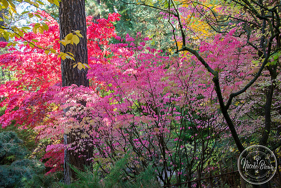 NicoleBrownPhotography_Manito Japanese Garden-6.jpg
