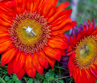Nicole Brown Photography - Engagement Photography