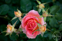 NicoleBrownPhotography_Manito Japanese Garden-1.jpg