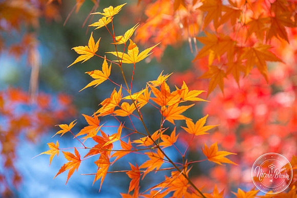NicoleBrownPhotography_Manito Japanese Garden-7.jpg