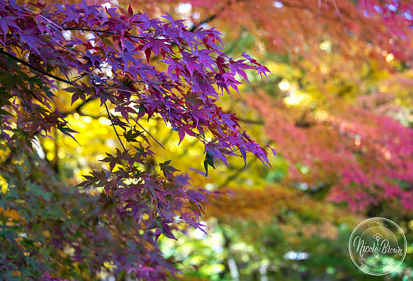 NicoleBrownPhotography_Manito Japanese Garden-8.jpg