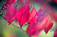 NicoleBrownPhotography_Manito Japanese Garden-4.jpg