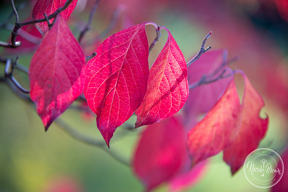 NicoleBrownPhotography_Manito Japanese Garden-4.jpg