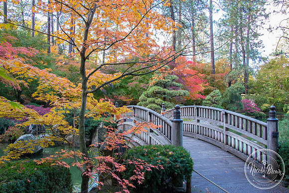 NicoleBrownPhotography_Manito Japanese Garden-5.jpg